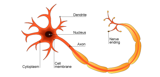 neuron