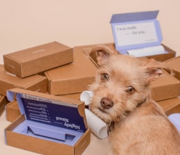 Image of dog and packages